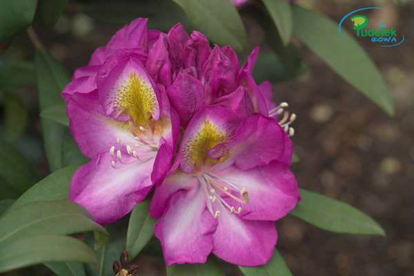 Rhododendron Bluebell